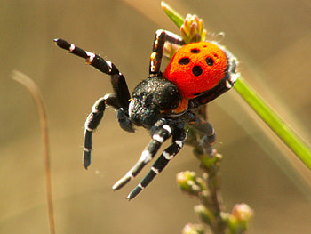 LADYBIRD SPIDER, LADYBIRD, EIGHT LEGS, RED, SPIDER HD wallpaper