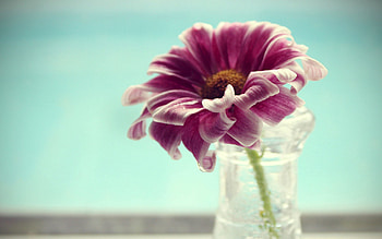 Flowers, Water, Flower, Petals, Vase HD wallpaper