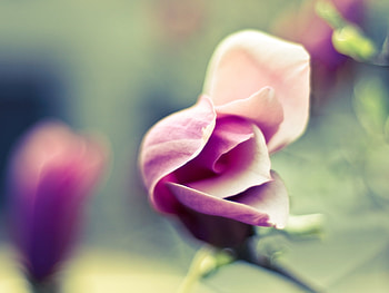 Plants, Flowers HD wallpaper