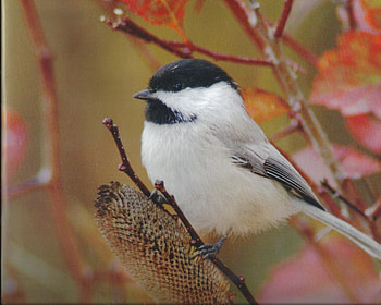 Chickadee, singing, feathers, bird, pretty HD wallpaper