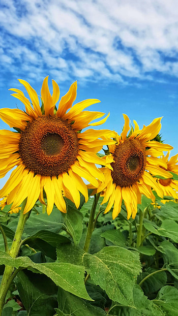 Sunflower, Adorable, Yellow, Flower HD phone wallpaper