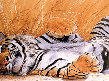 Be Spoiled Tiger, spoiled, tiger HD wallpaper
