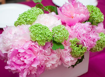 Flowers, Peonies, Composition, Hydrangea, Pots, Plant Pot HD wallpaper