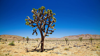Joshua Tree HD wallpaper