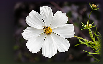 Life in the Cosmos, white, macro, cosmos flower, insect HD wallpaper