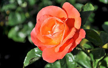 Plants, Flowers, Roses HD wallpaper
