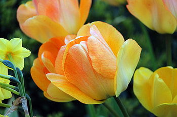 Tulips, Flowers, Bloom, Petals HD wallpaper