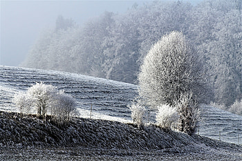 Winter, Nature, Trees, Snow, Field, Frost, Hoarfrost HD wallpaper