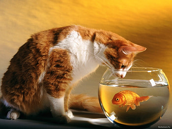 Animals, Cats HD wallpaper