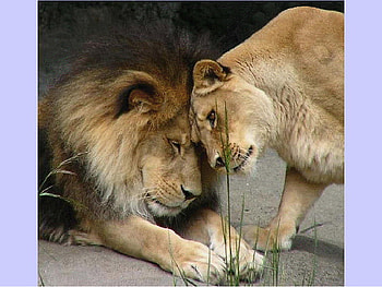 lions, love, cats, cool, jungle HD wallpaper