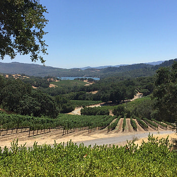 Buehler Vineyards attraction, Tickets and discounts, Nearby attractions and hotels, Transportation details HD phone wallpaper
