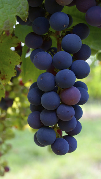 Delicious food, Tempting grapes, Fresh fruit, Mouth-watering HD phone wallpaper