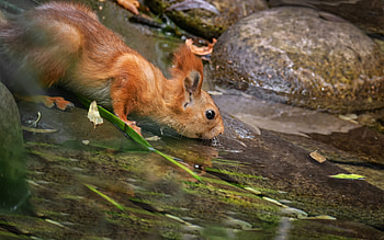 Squirrel, animal, water, drink HD wallpaper