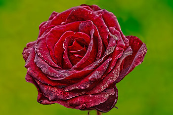 Drops, Flower, Macro, Rose Flower, Rose, Bud HD wallpaper