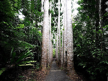 Kauri Avenue, trees, road, leaves, narrow HD wallpaper