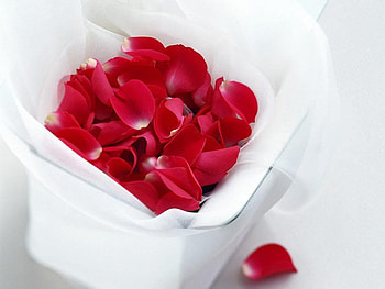 valentine's day, white, roses, love, red HD wallpaper