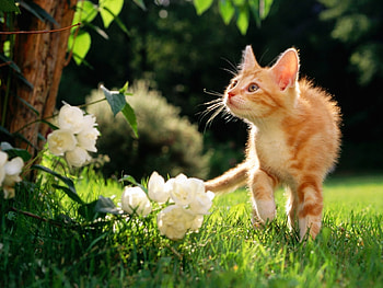 Animals, Cats HD wallpaper