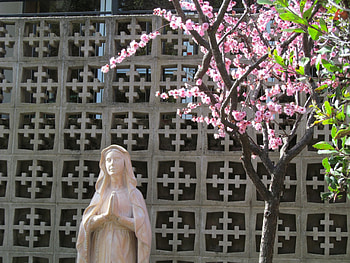 ~~ Marry Blossom ~~, gentle, soft, statue, wind, sring, love, christmas, nature, flowers, scent, mary, forever, blossom HD wallpaper