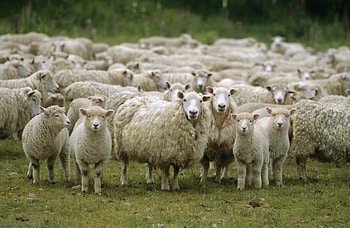Stunning sheep , High-quality , Artistic compositions, Animal graphy HD wallpaper