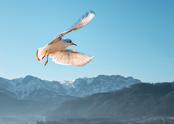 Animals, Sky, Mountains, Bird, Flight, Gull, Seagull HD wallpaper