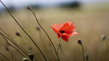 Flowers, Field, Poppy, Stems, Boxes HD wallpaper