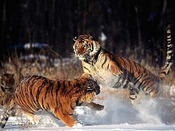 fighting cats, tigers, standing ground HD wallpaper