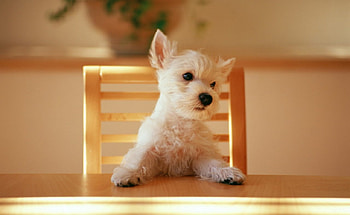 I'm hungry, dog, animal, cachorro HD wallpaper