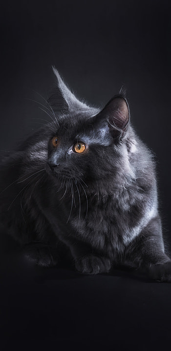 Maine Coon, Cats HD phone wallpaper