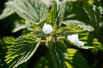 Snow, Macro, Close-Up, Nettle HD wallpaper
