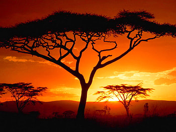 Sultry evening, horizon, heat, orange and gold sky, trees, sunset HD wallpaper