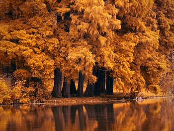 Autumn Fall Nature , autumn, nature, deviantart HD wallpaper