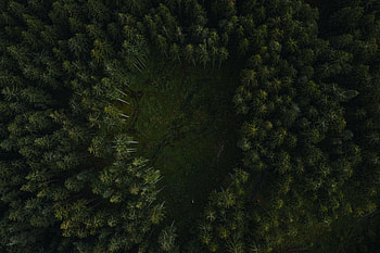 Nature, Trees, View From Above, Forest, Path HD wallpaper