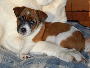 With my mommy ;), dog, sunshine, sweet, white, baby, god bless, wonderful, puppy, brown, animals, love, forever, tiny HD wallpaper