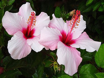 Hibiscus, Flowers, Nature, Pink HD wallpaper