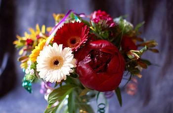 Flowers, Gerberas, Bud, Registration, Typography, Bouquet, Pion, Peony HD wallpaper