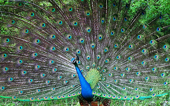 Peafowl , Beautiful , Captivating designs, Magnificent bird HD wallpaper