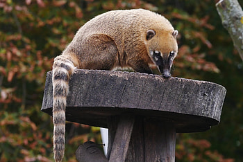 Brown nosed coati, , Nasua nasua HD wallpaper