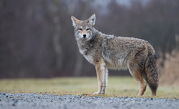 Coyote, Child's nightmare, Dallas encounter, Terrifying experience HD wallpaper