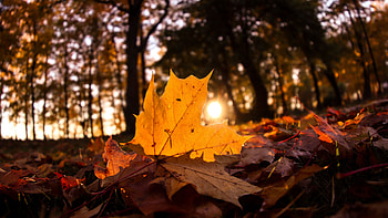 Yellow Fallen Dry Leaves In Blur Forest Background Sunlight graphy HD wallpaper
