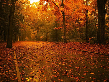 Landscape, Trees, Roads, Autumn HD wallpaper
