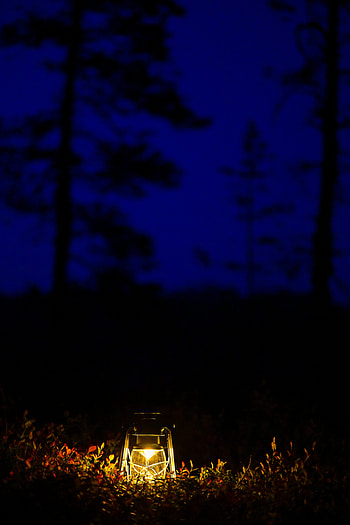 Night, Dark, Forest, Lantern, Lamp, Glow HD phone wallpaper