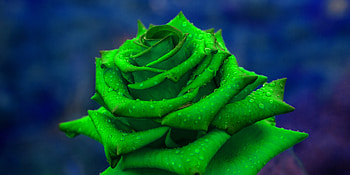 Flowers, Rose Flower, Rose, Petals, Close-Up HD wallpaper