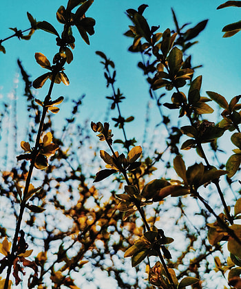 Nature, Leaves, Beams, Rays, Branches HD phone wallpaper