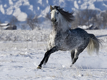 Wintry Horse 1, winter, spanish, andalusian, horses, grey, snow HD wallpaper