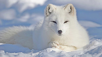 Beautiful arctic fox, Hardy nature, Arctic animals, Kingdoms of TV HD wallpaper