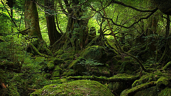 Most viewed jungle , wonders, beauties, Nature's allure HD wallpaper