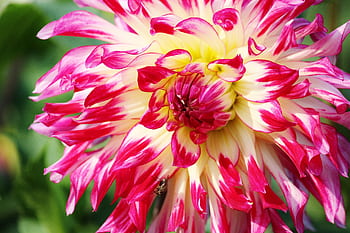 Close-up of a vibrant pink and white dahlia flower in full bloom with striking petals. HD wallpaper