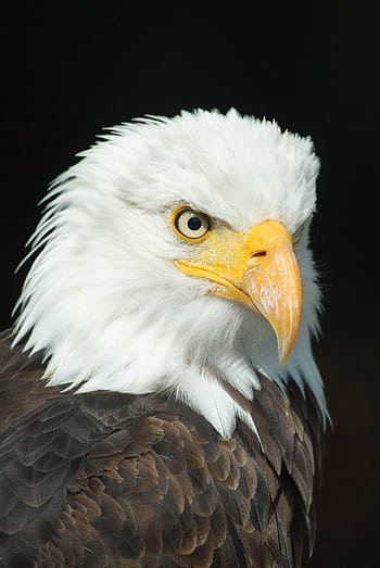Close-up portrait of a bald eagle showcasing its striking features and plumage. HD phone wallpaper