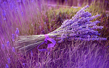 70+ lavender background, Lavender , , Tablet HD wallpaper