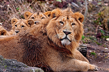 Animals, Young, Lion, Care, Cubs, Protection HD wallpaper